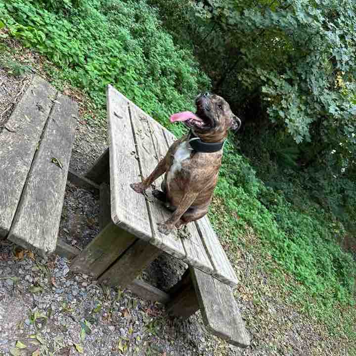 Dorset Walkers Jake post image