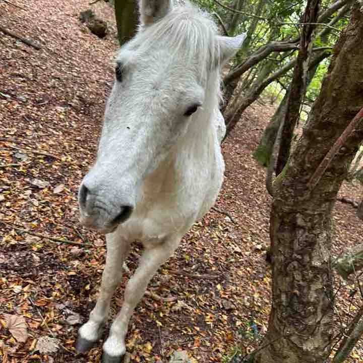 Dorset Walkers Jake post image