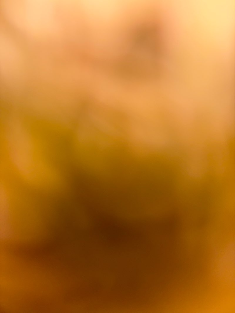 walking near me in Boothbay Park in summer