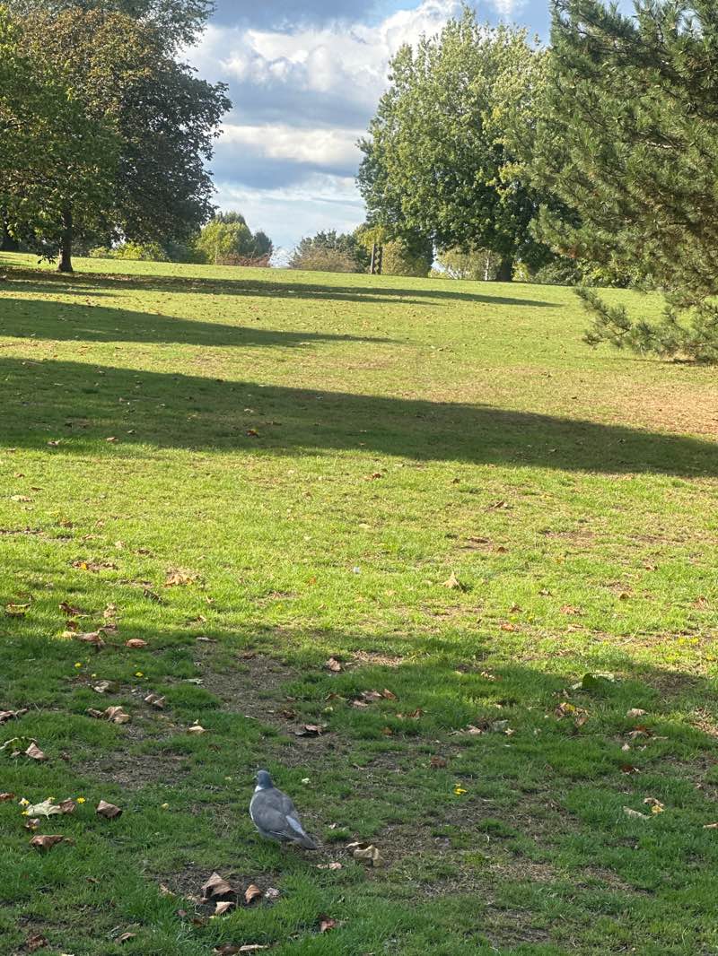 walking near me in Alexandra Park in autumn