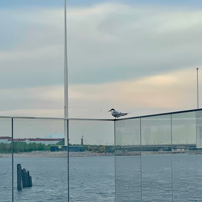 Логомашина team💛🚀 Ирина Васильева БЭК post image