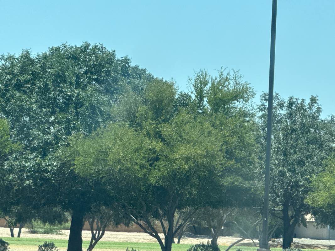 walking near me in Windmill Park in summer