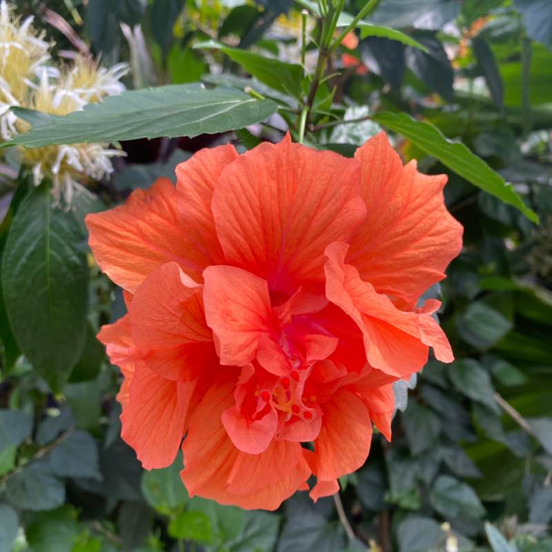 HSR Sarah post image