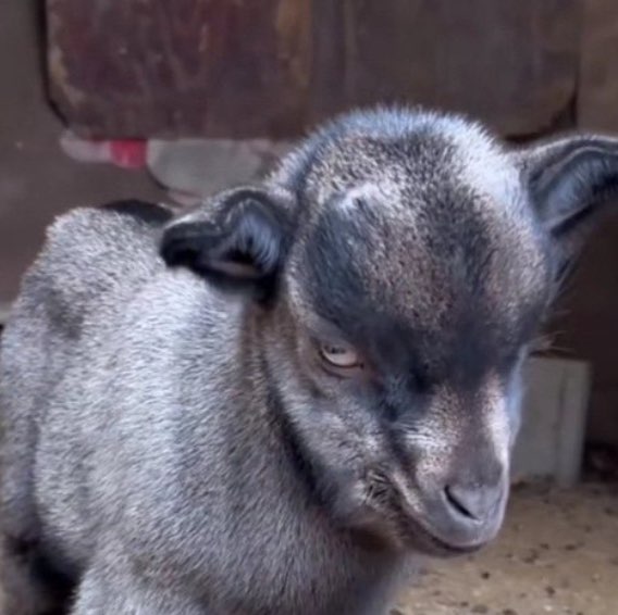 Paschal Aboagye icon