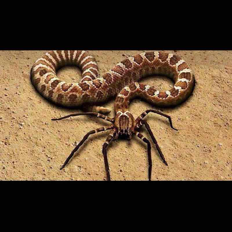 North Macedonia 🇲🇰 Mirce Zajakovski post image