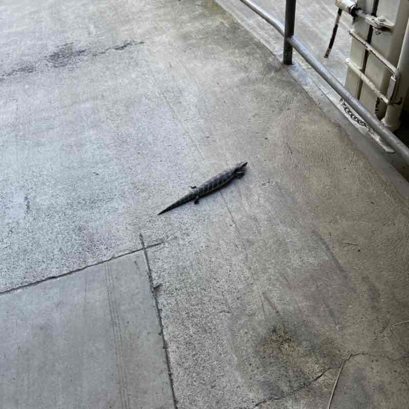 North Macedonia 🇲🇰 Mirce Zajakovski post image