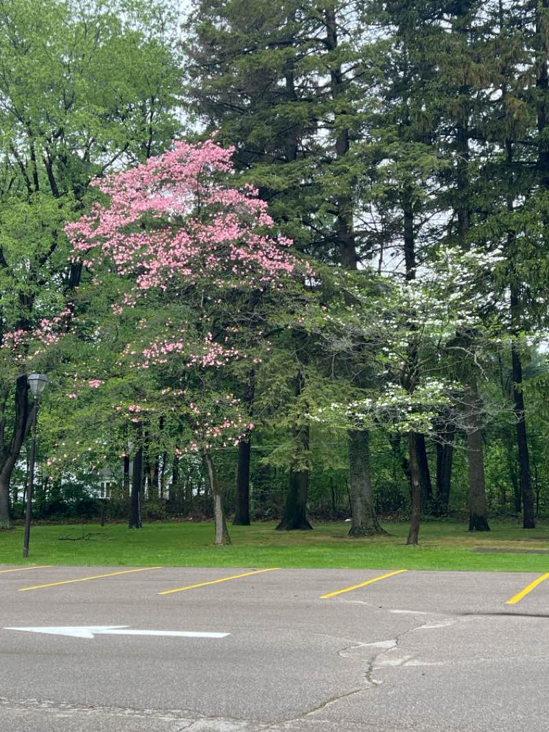 walking near me in Eleanor B. Garfield Park in spring