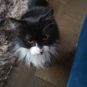 LizziePak icon