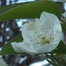 participant 1