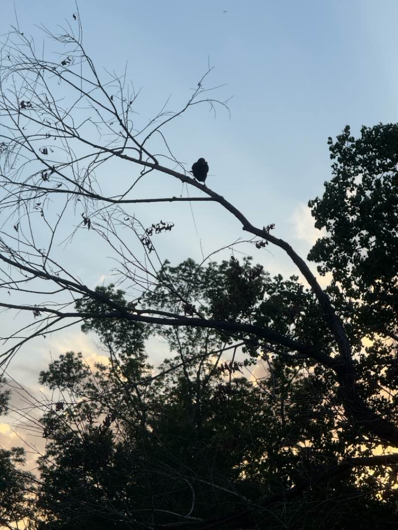 walking near me in William McKinley Carson Park in spring