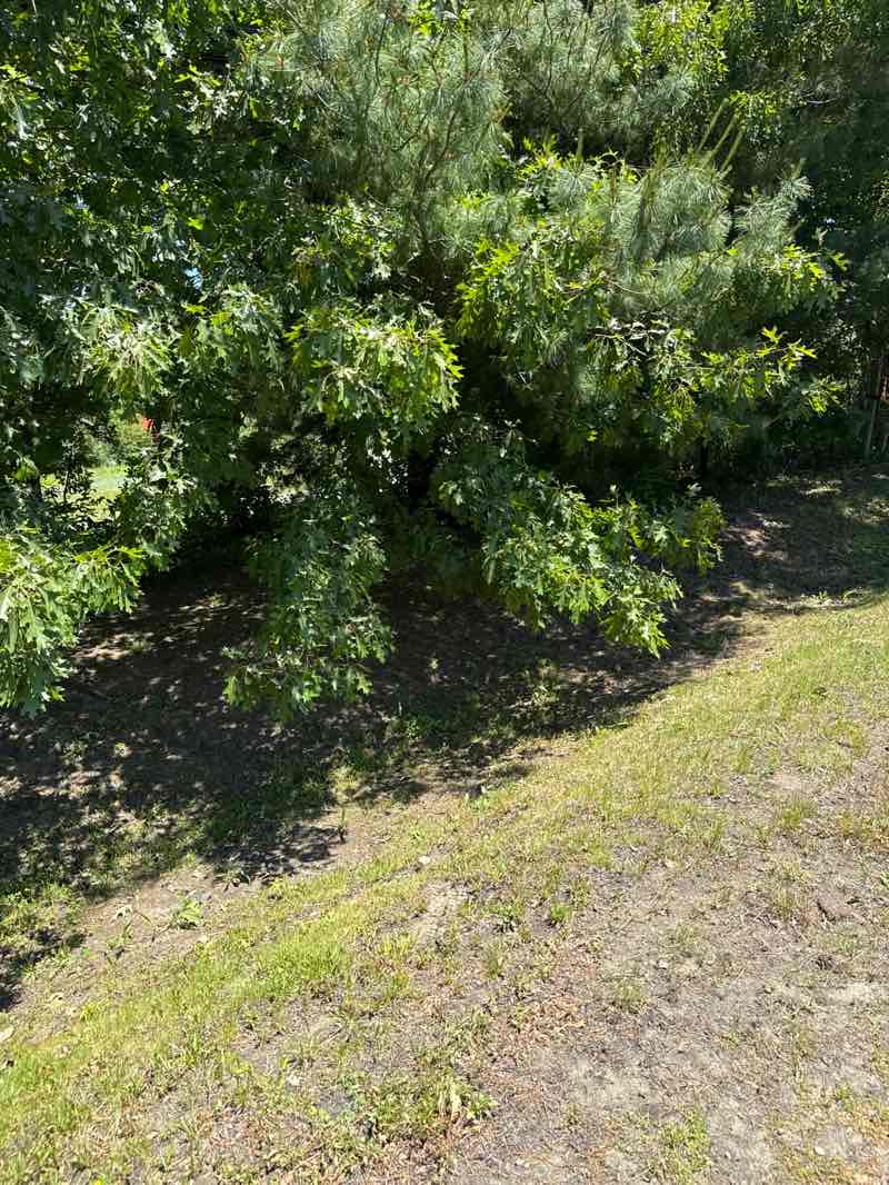 walking near me in Reedy Meadow in summer