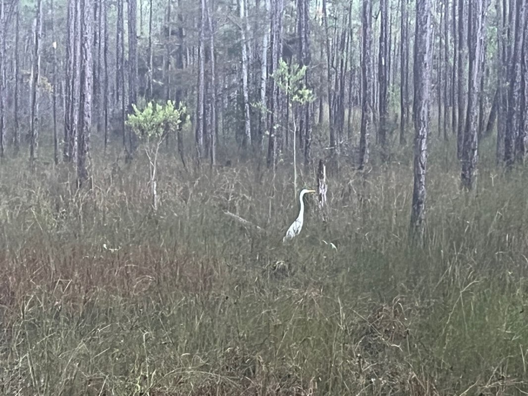 walking near me in North Collier Regional Park in autumn