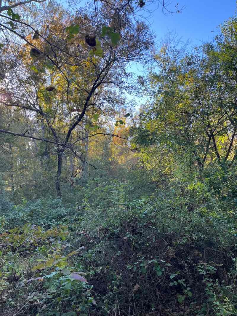 walking near me in North Branch Stream Valley Park in autumn