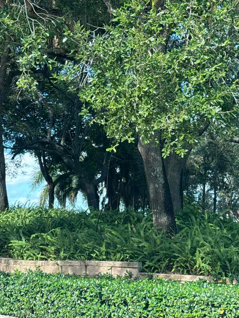 walking near me in Peace Mound Park in autumn