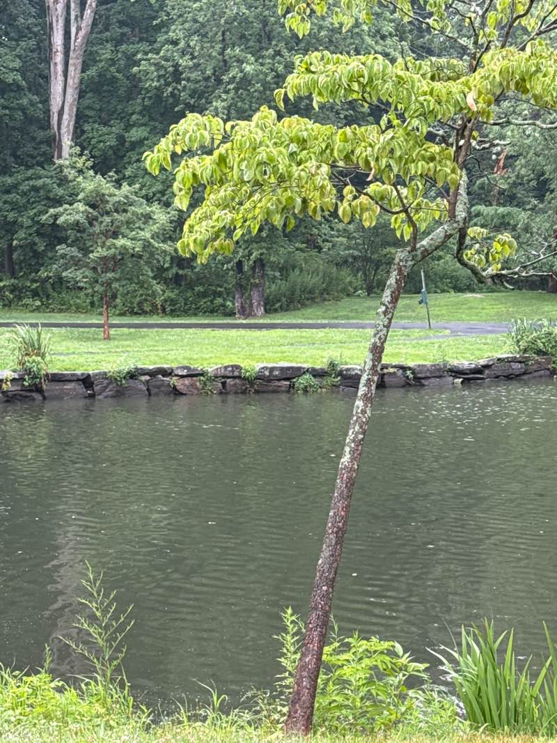 walking near me in Tilley Pond Park in summer