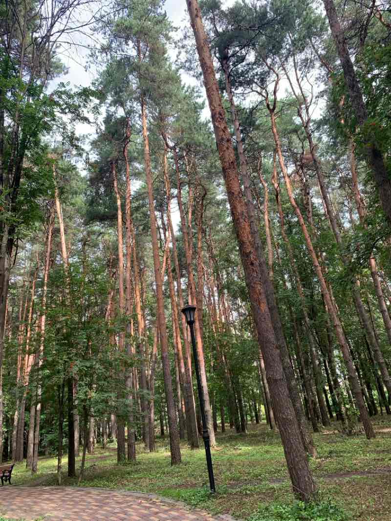 walking near me in Парк им. 50-летия Советской власти in autumn
