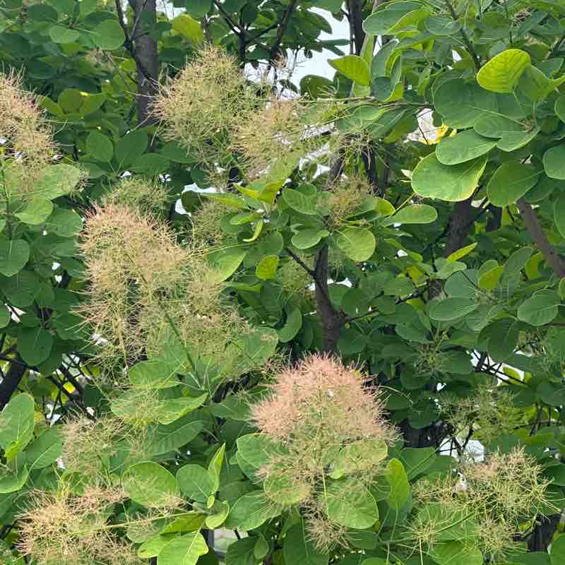 kimcyrustitus post 1