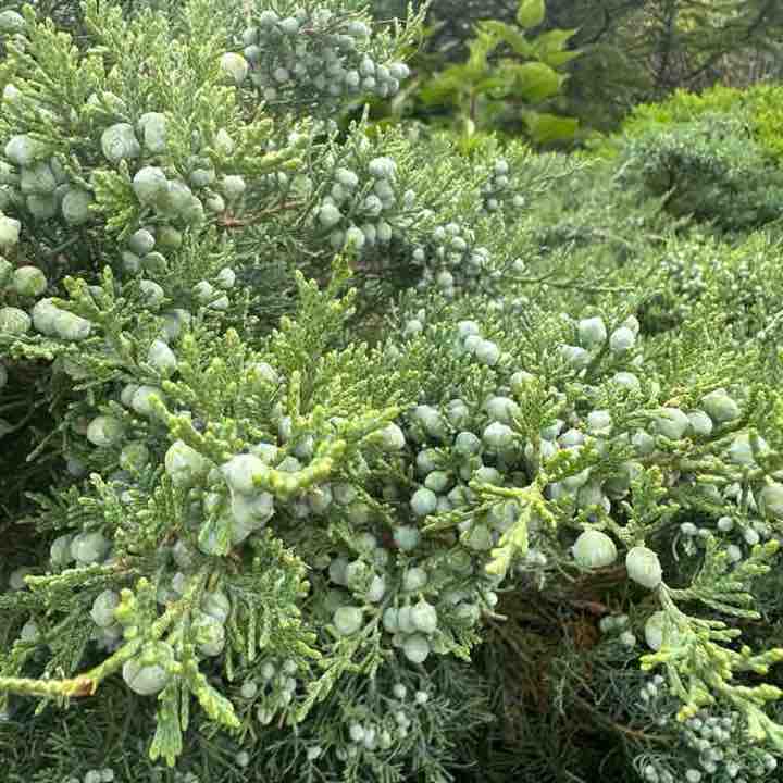 kimcyrustitus post 1