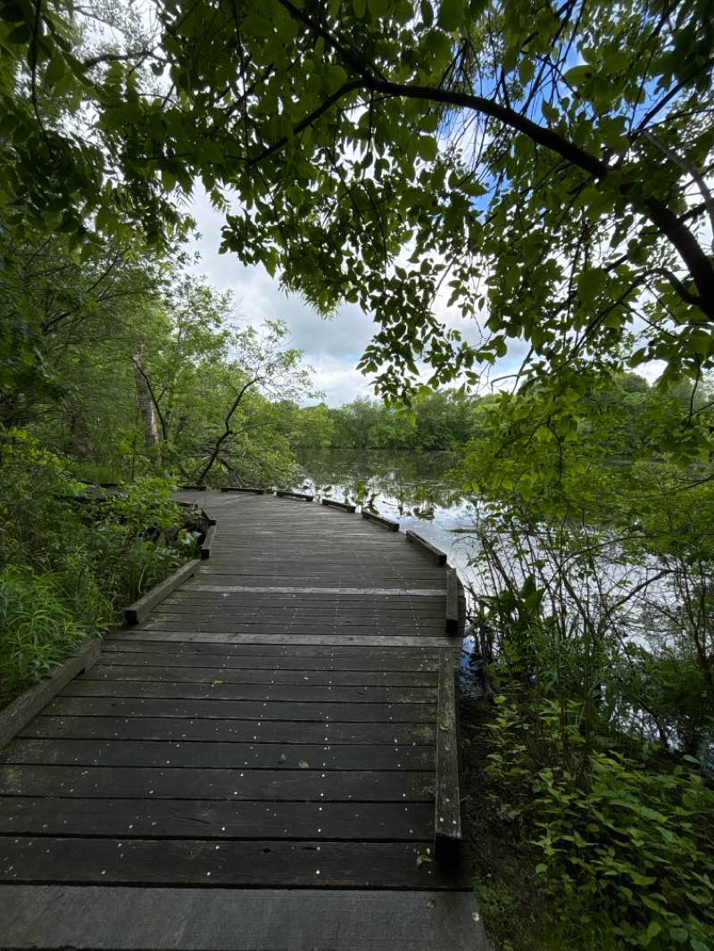 walking near me in William G. Maher Park in spring