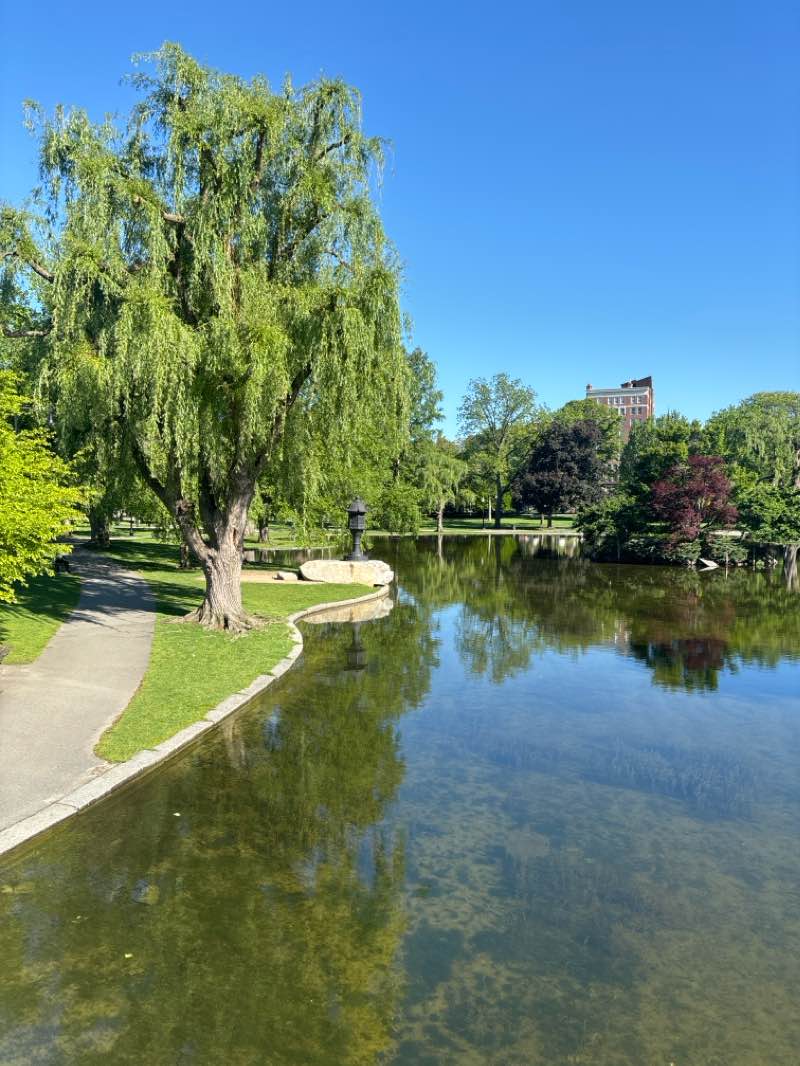 walking near me in Commonwealth Ave Mall in spring