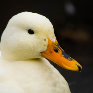 HDDK profile