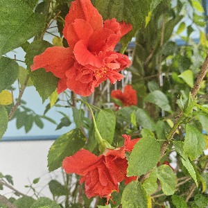 Charmaine Rivera icon