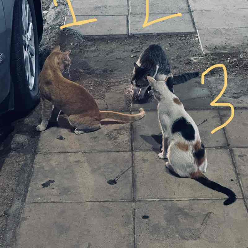 Beyond Team Mohammed post image