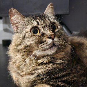 Czareena Corpuz profile