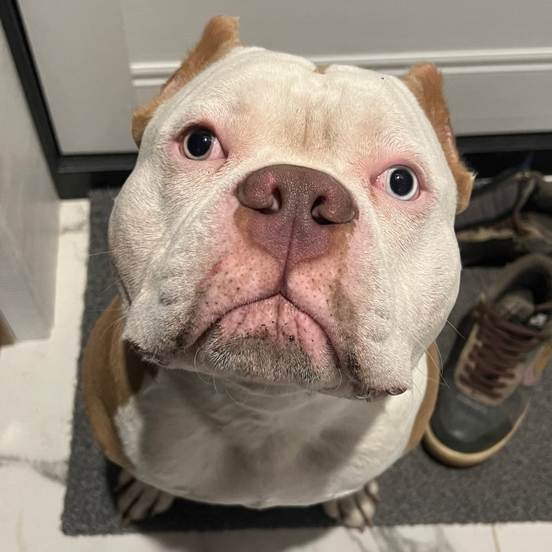 Константин icon