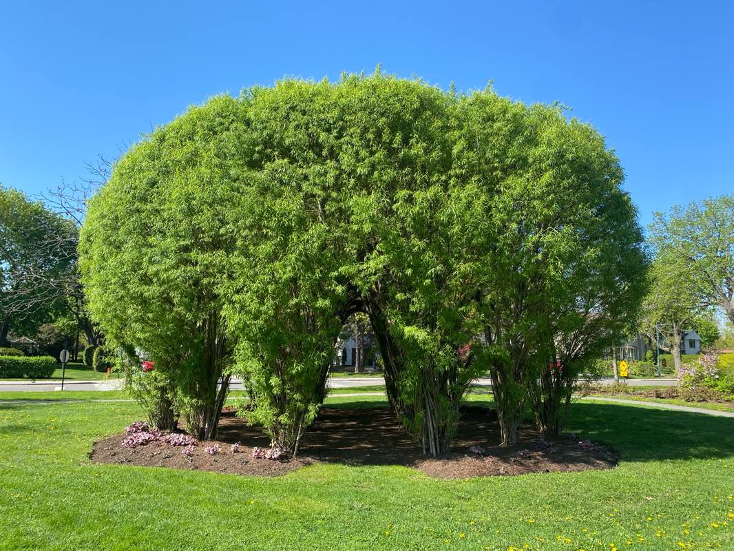 walking near me in Parc Gundy in spring