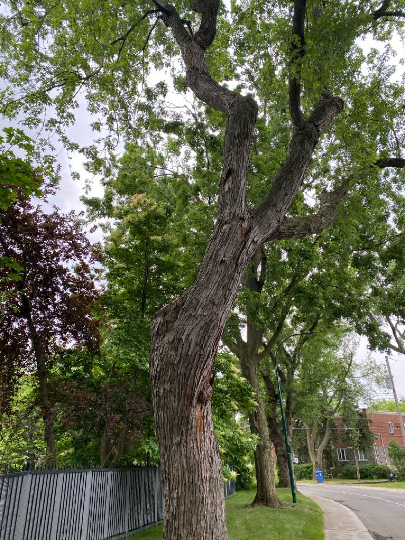 walking near me in Parc Hamilton in summer