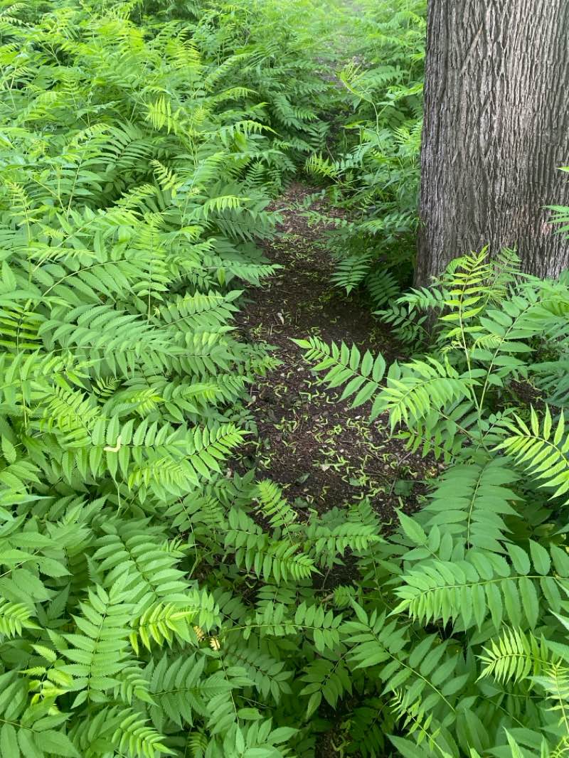 walking near me in Parc Jean-J.-et-Marc-Thibodeau in summer