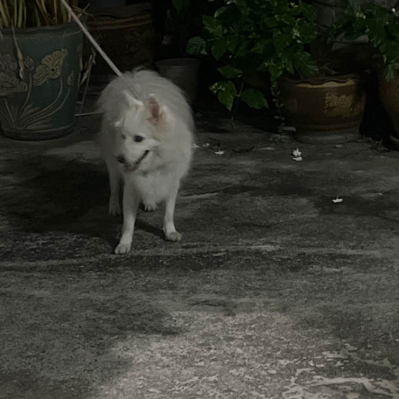 เดินกันเถอะ Ark Sasicha post image