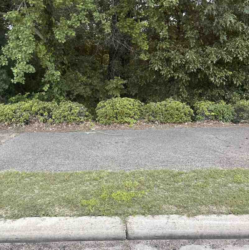 Greater Pearlie Grove (GPG) Karlee post image