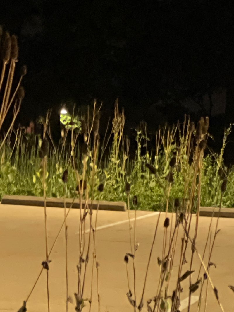 walking near me in Doubletree Ranch Park in summer