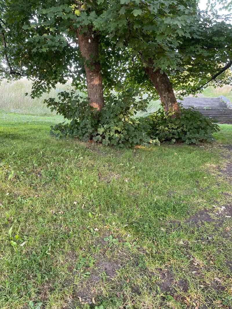 walking near me in Millbay Park in summer