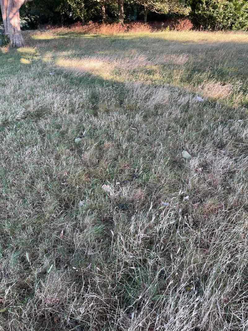 walking near me in Hartsdown Park in summer