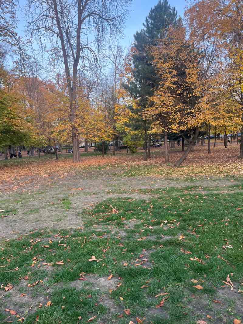 walking near me in Parcul Central Simion Bărnuțiu in autumn
