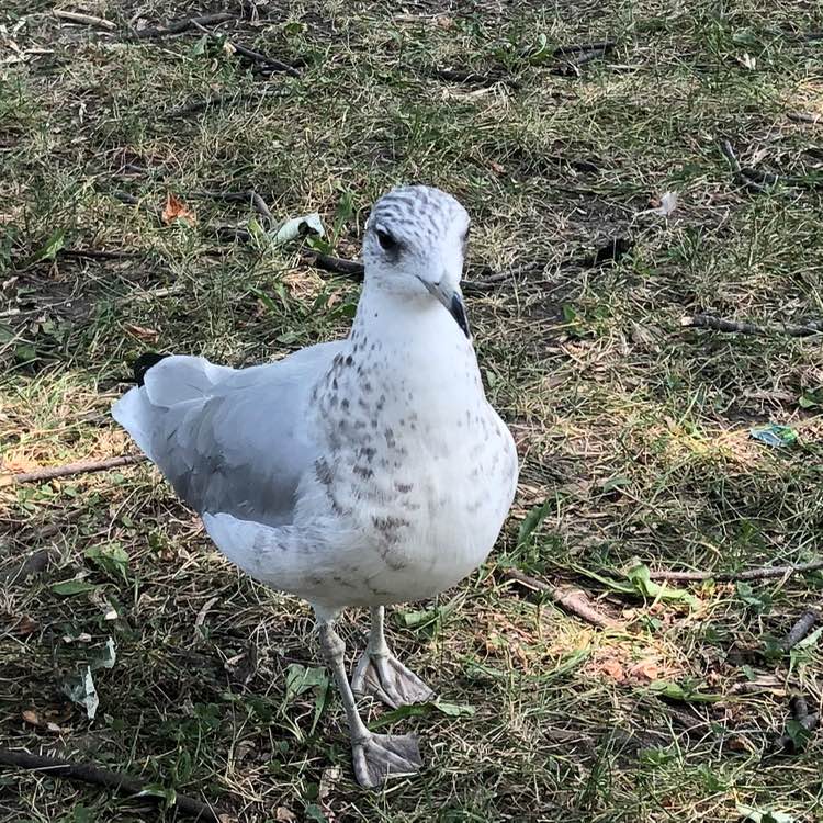 Rawi 🇨🇦 Ottawa icon