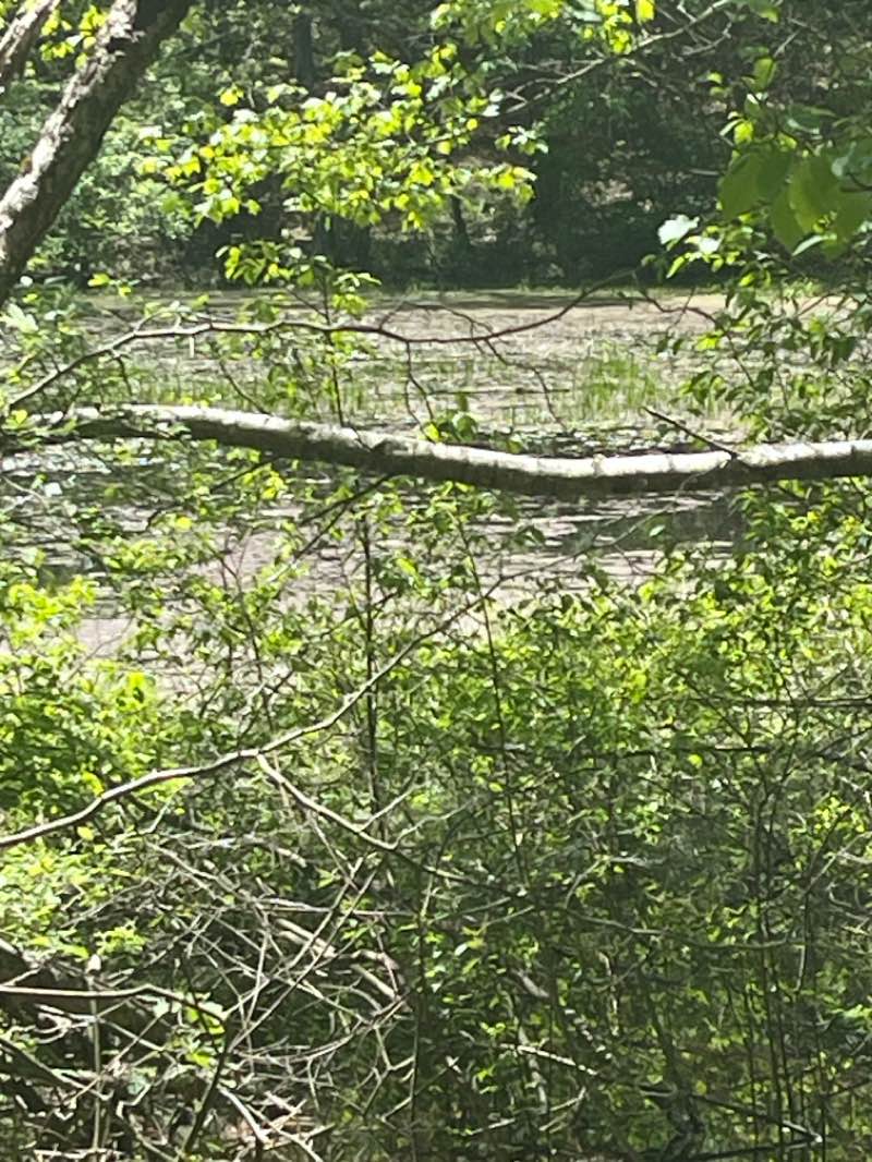 walking near me in Nescopeck State Park in spring