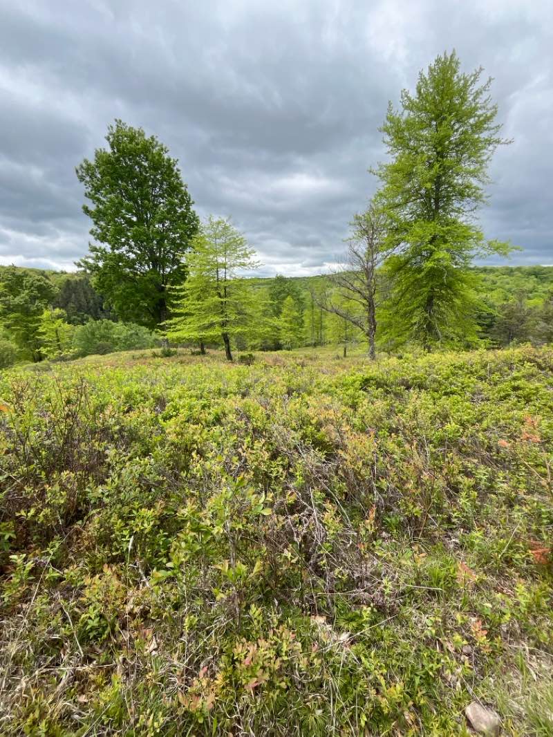 walking near me in Hickory Run State Park in spring