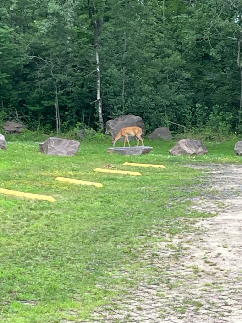 walking near me in State Game Lands Number 119 in summer