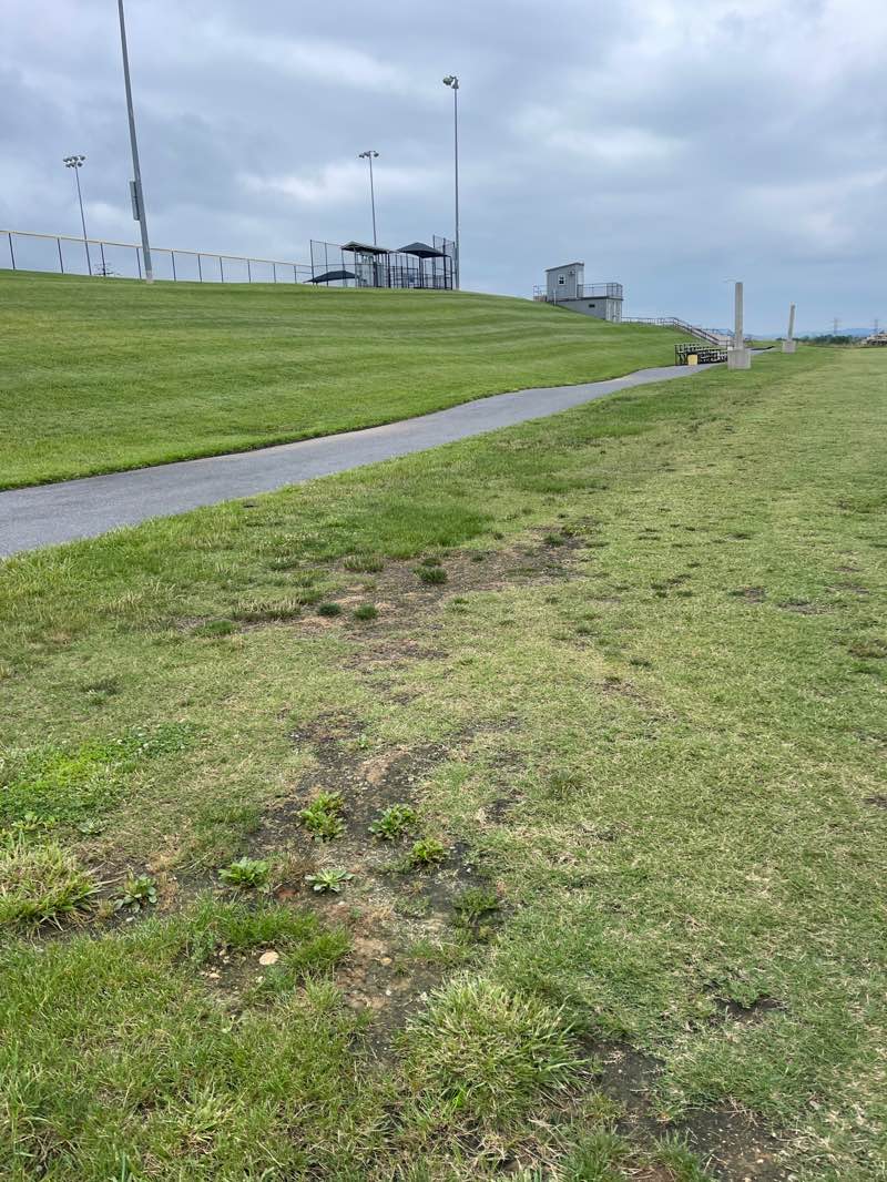 walking near me in Ramblewood Field in summer