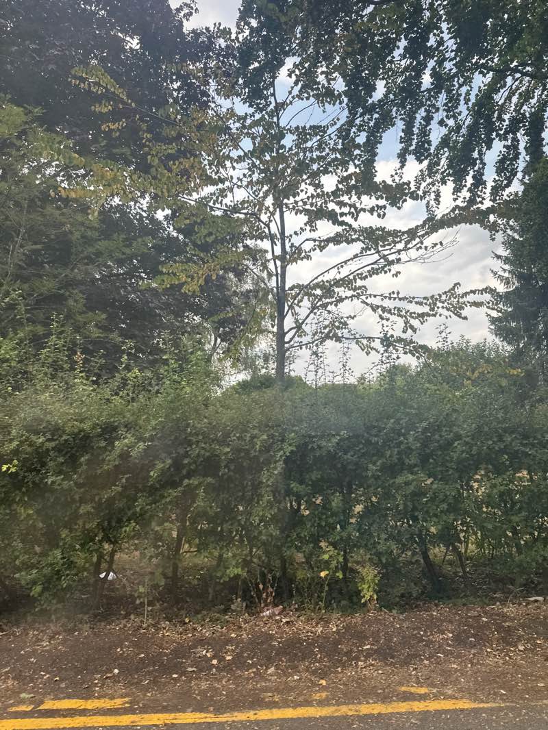 walking near me in Nowton Park in summer