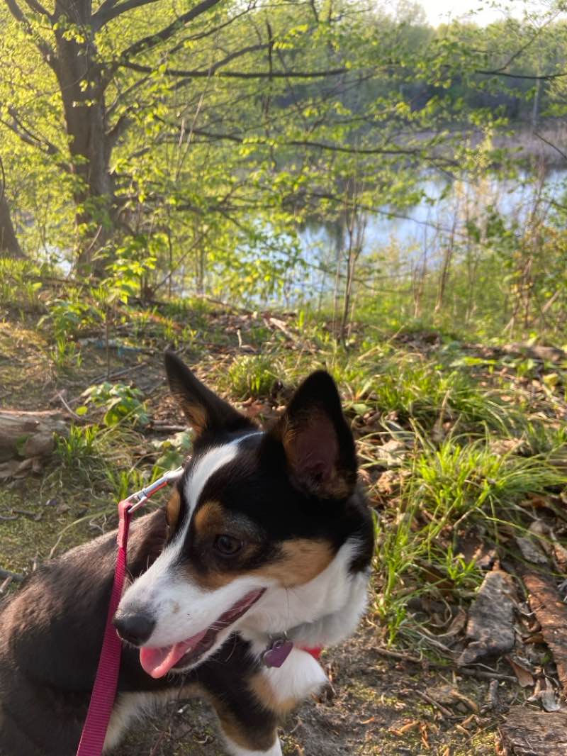 walking near me in Parc Joseph-H.-Maloney in spring