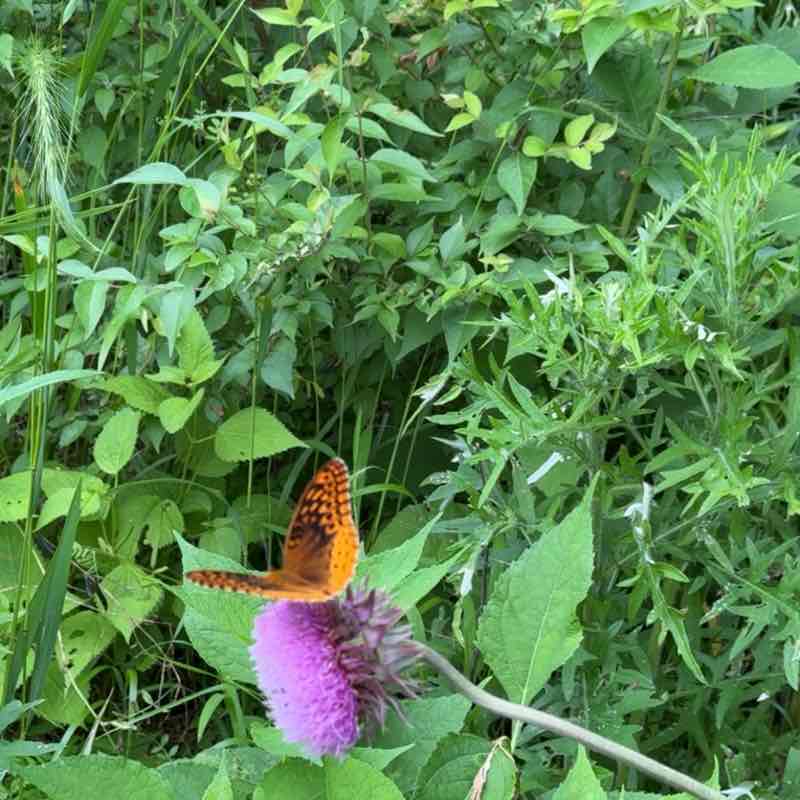 Melanie Harper post 2