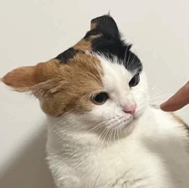 Pang Thanyakorn HQ profile