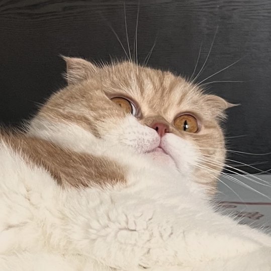 Mind Tanawan HQ profile