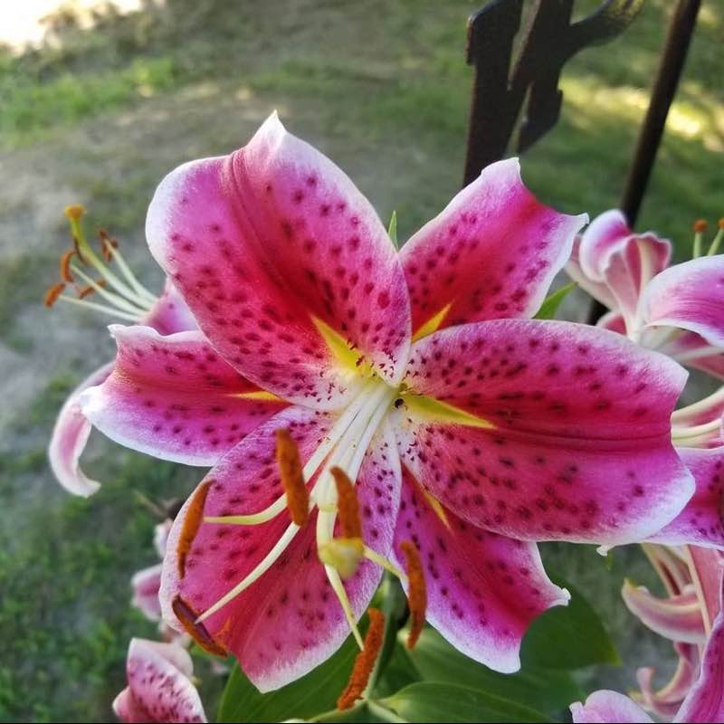 God Squad Kiora post image