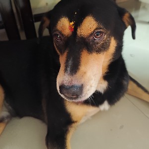 DrSKS 🇮🇳🇮🇳 profile